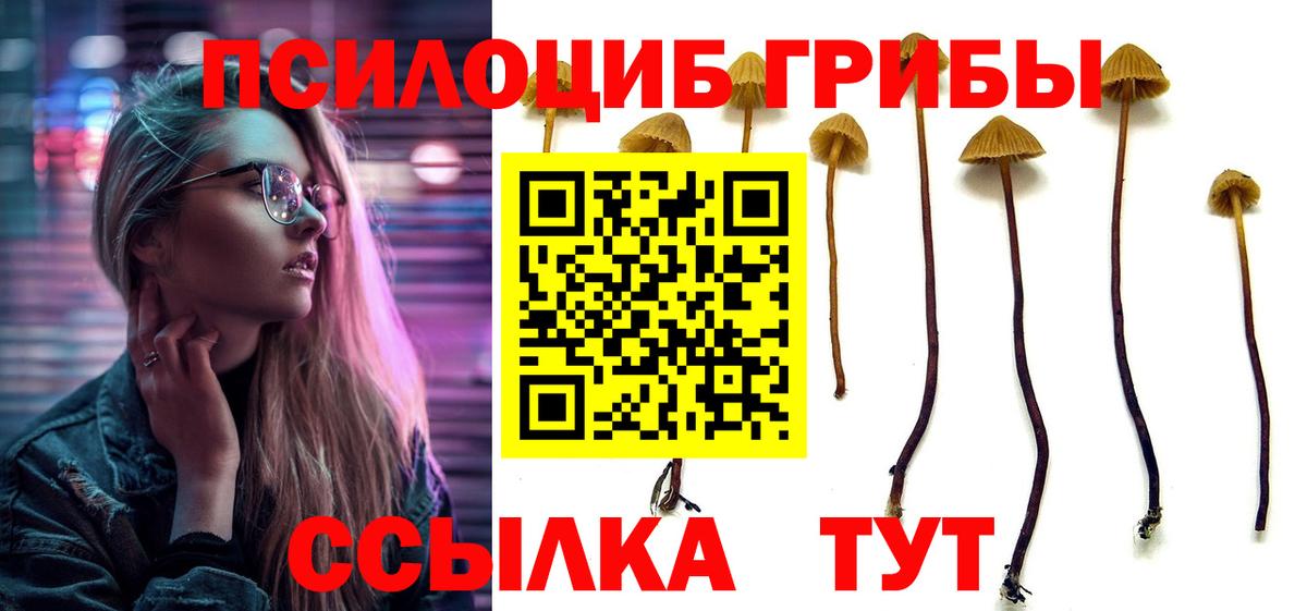 Галлюциногенные грибы Psilocybine cubensis Гурьевск